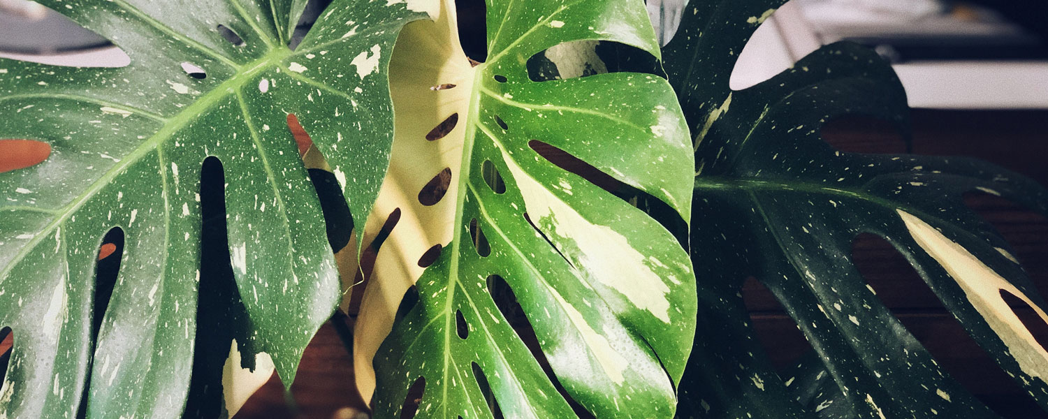 Monstera Deliciosa Thai Constellation